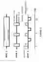 Fig. 04 - Laser-perforated intra-parenchymal micro-probe