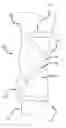 Fig. 01 - Hyperextension brace assembly and methods of use