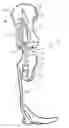 Fig. 01 - Knee orthosis, and method for controlling a knee orthosis