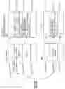 Fig. 17 - Host cell spatially aware emulation of a guest wild branch