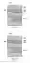 Fig. 08 - Automatic positioning of gate array circuits in an integrated circuit design