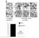 Fig. 01 - COMPOSITIONS AND METHODS FOR THE TREATMENT OF PSYCHIATRIC AND NEUROLOGICAL DISORDERS