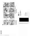 Fig. 05 - COMPOSITIONS AND METHODS FOR THE TREATMENT OF PSYCHIATRIC AND NEUROLOGICAL DISORDERS