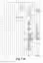 Fig. 38 - I-CREI MEGANUCLEASE VARIANTS WITH MODIFIED SPECIFICITY, METHOD OF PREPARATION AND USES THEREOF