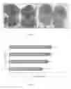 Fig. 05 - Use of a Chimeric Gene 4-CL Encoding 4-Coumarate:CoA Ligase in Brassicaceae