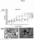 Fig. 07 - Compositions and methods for modulating pigment production in plants