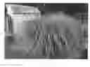 Fig. 01 - plant named ‘Tiger Tail’