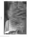 Fig. 02 - plant named ‘Tiger Tail’