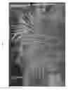 Fig. 03 - plant named ‘Tiger Tail’