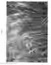 Fig. 04 - plant named ‘Tiger Tail’