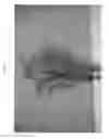 Fig. 05 - plant named ‘Tiger Tail’