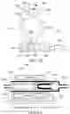 Fig. 11 - Sanitary washing apparatus