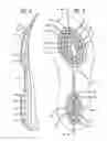Fig. 03 - SUPPORT STRUCTURES IN FOOTWEAR