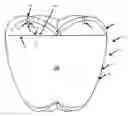 Fig. 01 - Insect trap