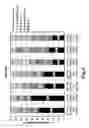 Fig. 06 - Method to improve germination of embryos from manufactured seed