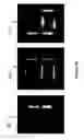 Fig. 18 - High-performance single-crystalline N-type dopant-doped metal oxide nanowires for transparent thin film transistors and active matrix organic light-emitting diode displays
