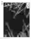Fig. 09 - II-VI semiconductor nanowires