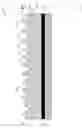 Fig. 02 - ELASTOMERIC GRIP TAPE