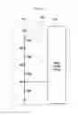 Fig. 04 - Automotive lamp device