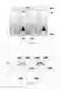 Fig. 07 - Liquid crystals composition and liquid crystal display with patterned electrodes