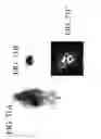 Fig. 127 - SPECIFIC BINDING PROTEINS AND USES THEREOF