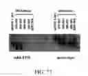 Fig. 129 - SPECIFIC BINDING PROTEINS AND USES THEREOF