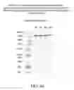 Fig. 138 - SPECIFIC BINDING PROTEINS AND USES THEREOF