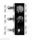 Fig. 150 - SPECIFIC BINDING PROTEINS AND USES THEREOF