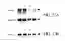 Fig. 29 - SPECIFIC BINDING PROTEINS AND USES THEREOF