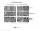 Fig. 34 - SPECIFIC BINDING PROTEINS AND USES THEREOF