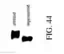 Fig. 46 - SPECIFIC BINDING PROTEINS AND USES THEREOF