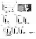 Fig. 08 - METHODS OF MODULATING T CELL- DEPENDENT IMMUNE RESPONSES