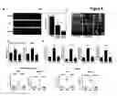 Fig. 09 - METHODS OF MODULATING T CELL- DEPENDENT IMMUNE RESPONSES