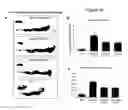Fig. 16 - METHODS OF MODULATING T CELL- DEPENDENT IMMUNE RESPONSES