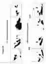 Fig. 25 - METHODS OF MODULATING T CELL- DEPENDENT IMMUNE RESPONSES