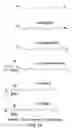Fig. 02 - Humanized antibody compositions and methods for binding lysophosphatidic acid