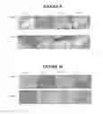 Fig. 11 - Methods and Compositions For Treatment of Ocular Fibrosis