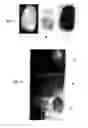 Fig. 02 - Method of developing latent fingerprints
