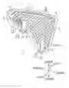 Fig. 01 - Shield plate and Vehicle Structure Provided With The Shield Plate