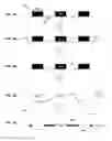 Fig. 11 - Methods for Patterning Substrates Using Heterogeneous Stamps and Stencils and Methods of Making the Stamps and Stencils