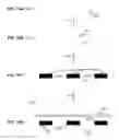 Fig. 12 - Methods for Patterning Substrates Using Heterogeneous Stamps and Stencils and Methods of Making the Stamps and Stencils
