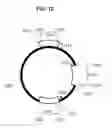 Fig. 14 - Methods for Patterning Substrates Using Heterogeneous Stamps and Stencils and Methods of Making the Stamps and Stencils