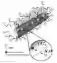 Fig. 01 - COATED CARBON NANOTUBES AND METHOD FOR THEIR PREPARATION