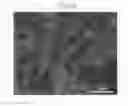 Fig. 12 - Negative active material for rechargeable lithium battery, method of preparing the same, and rechargeable lithium battery including the same