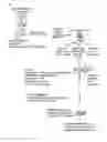 Fig. 04 - Reprogramming of somatic cells
