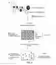 Fig. 05 - Reprogramming of somatic cells