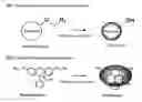 Fig. 01 - Fluorescent molecule