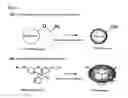 Fig. 02 - Fluorescent molecule