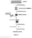 Fig. 02 - Modified gene-silencing nucleic acid molecules and uses thereof