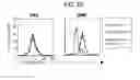 Fig. 08 - Methods for phenotyping of leukemias